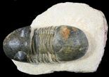 Paralejurus Trilobite Fossil - Foum Zguid, Morocco #53527-3